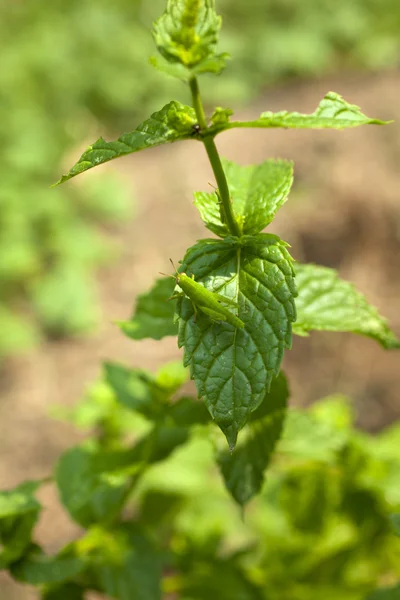Grasshopper on the mint plant — Stock Photo, Image