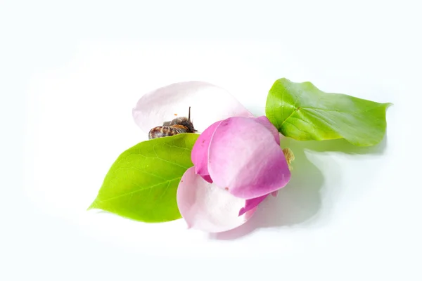 花上のカタツムリ — ストック写真