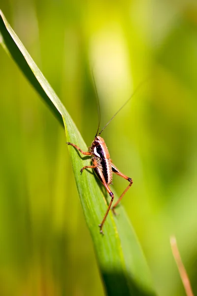 Grasshopper on leaf — Stock Photo, Image