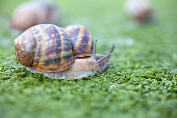 Snails — Stock Photo, Image