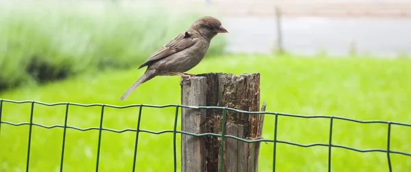 Sparrow em cerca de elo de corrente — Fotografia de Stock