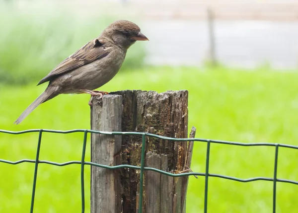 Sparrow em cerca de elo de corrente — Fotografia de Stock