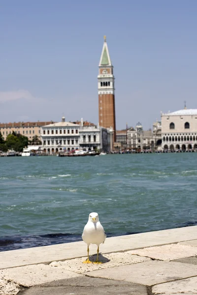 stock image Seagull, Venice