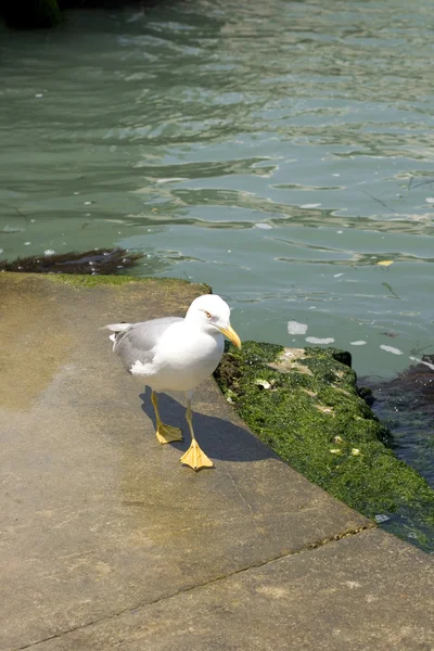 Seagull, Venetië — Stockfoto