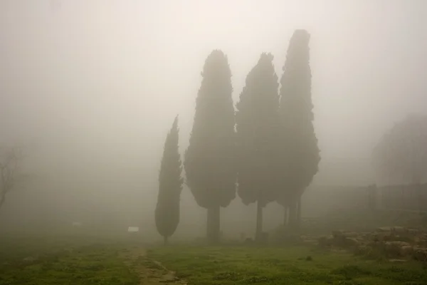 Cipreste no nevoeiro — Fotografia de Stock