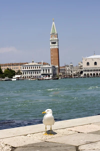 stock image Seagull, Venice