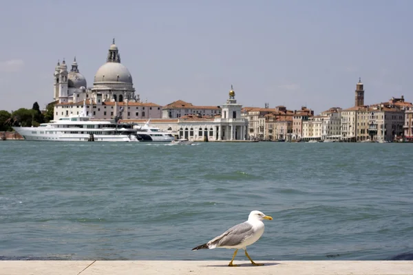Seagull, Venice — Stock Photo, Image