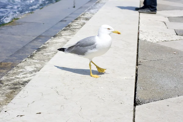 Seagull, Venetië — Stockfoto