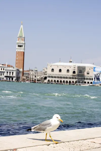 Måsen, Venedig — Stockfoto