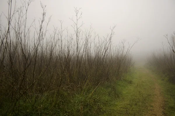 Estrada de campo envolta em névoa — Fotografia de Stock
