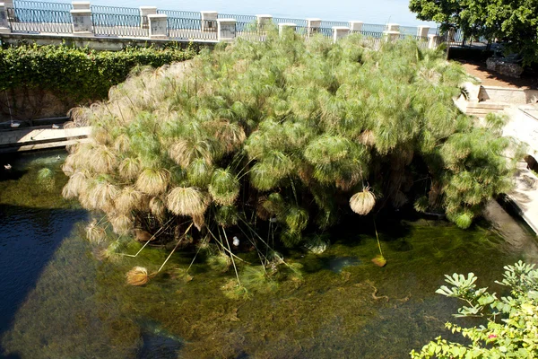 パピルスの植物、シラキュース — ストック写真