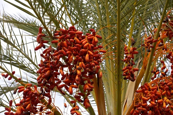 stock image Palm with red fruits