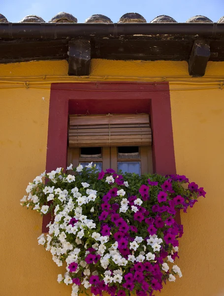Blumen im Fenster — Stockfoto