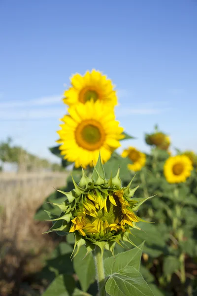 Zonnebloemen — Stockfoto