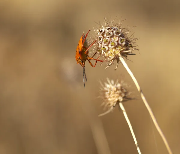 Insect on dried flower — Stock Photo, Image
