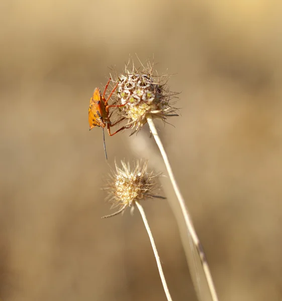 Комахи на сушеній квітці — стокове фото