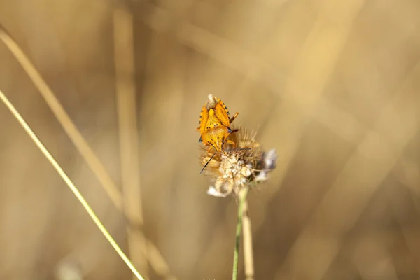 Insekt auf getrockneter Blume — Stockfoto