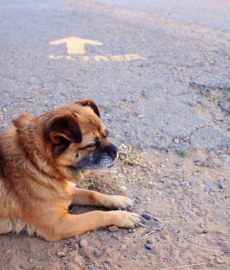 Sokaktaki köpek