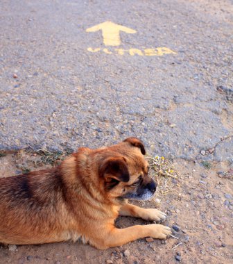 Sokaktaki köpek