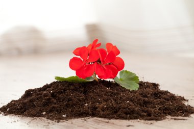 Red flower planting