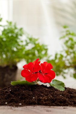 Red flower planting