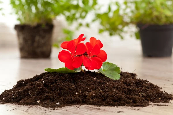 Bepflanzung mit roten Blumen — Stockfoto