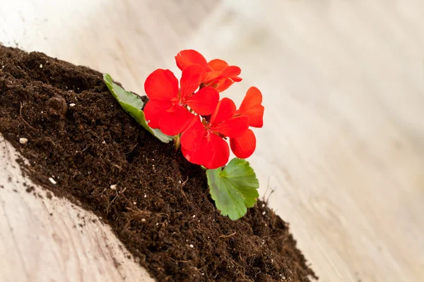 Red flower planting — Stock Photo, Image