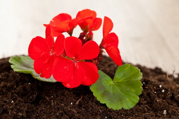 Röd blomma plantering — Stockfoto