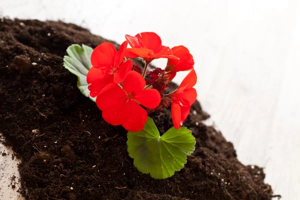 Plantação de flores vermelhas — Fotografia de Stock