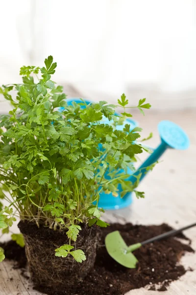 Fresh parsley plant — Stock Photo, Image