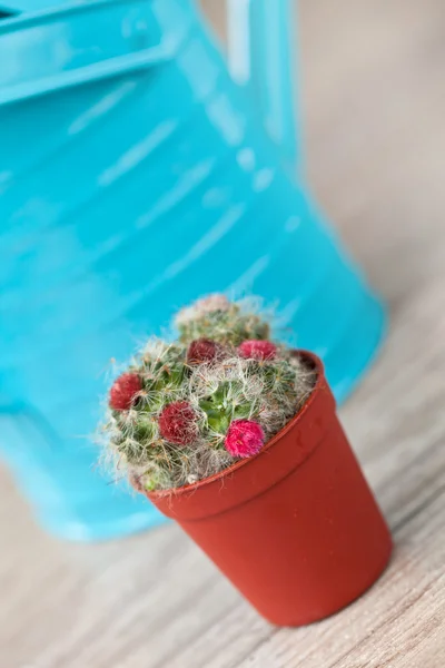 Kis kaktusz növény — Stock Fotó