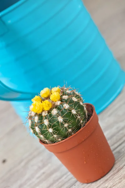 Mały kaktus roślina — Zdjęcie stockowe
