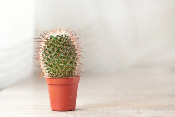 Planta de cactus — Foto de Stock