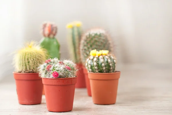 Cactus plantje — Stockfoto