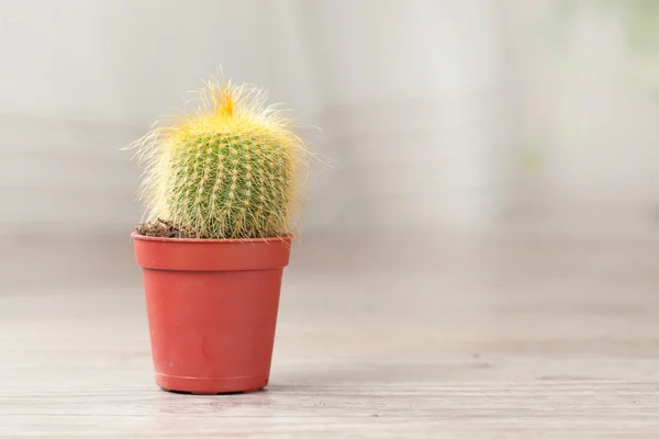 작은 선인장 식물 — 스톡 사진
