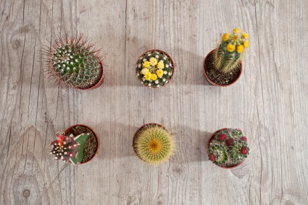 Piante di cactus — Foto Stock