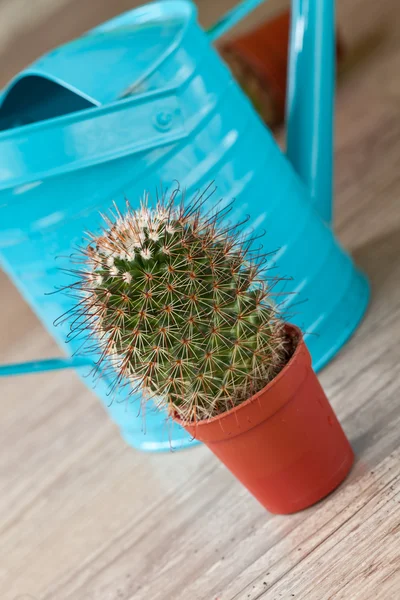 Маленькое растение кактуса — стоковое фото