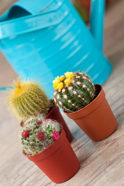 Cactus plantje — Stockfoto