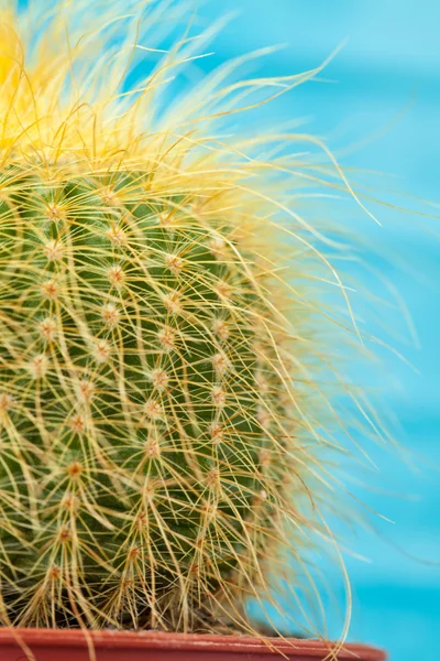 Little Cactus plant — Stock Photo, Image