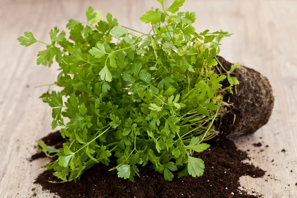 Fresh parsley plant — Stock Photo, Image