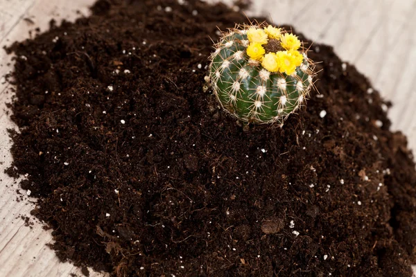 Kis kaktusz növény — Stock Fotó