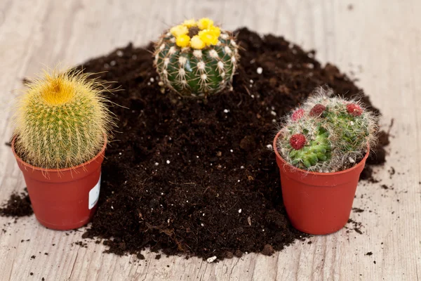 Mały kaktus roślina — Zdjęcie stockowe