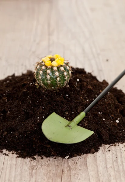 Kleine Kaktuspflanze — Stockfoto