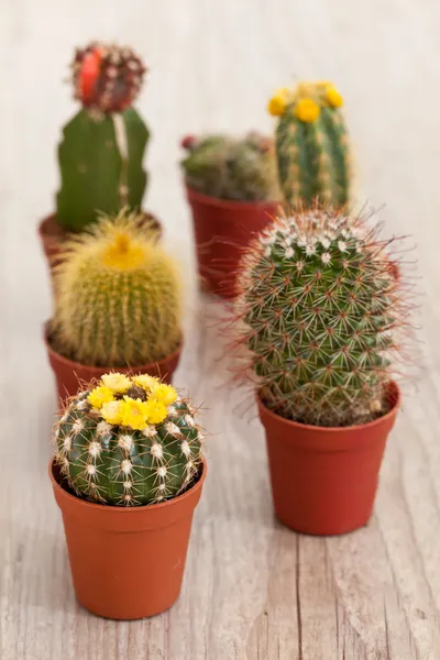 Piccolo impianto di Cactus — Foto Stock