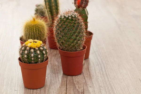 Piccolo impianto di Cactus — Foto Stock
