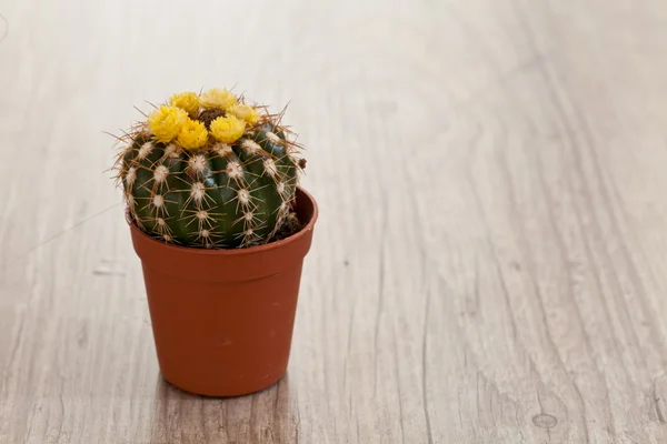 작은 선인장 식물 — 스톡 사진