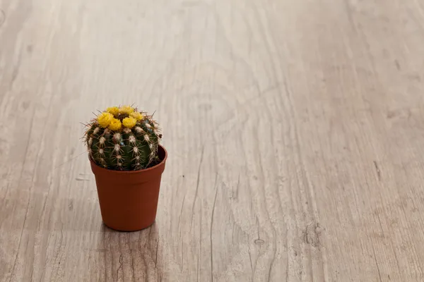 Planta de cactus — Foto de Stock