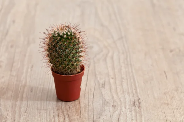 Kleine Kaktuspflanze — Stockfoto