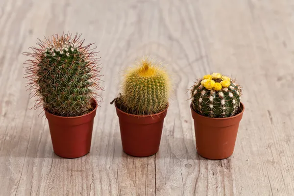 Kaktusová rostlina — Stock fotografie