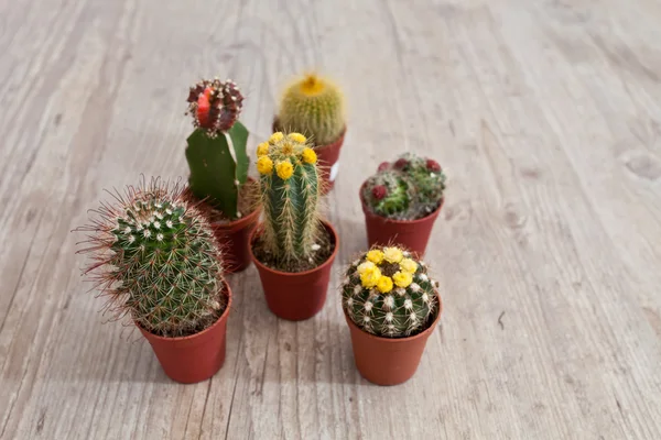 Liten kaktus planta — Stockfoto